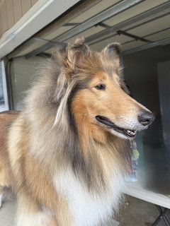 Portrait of a Collie dog with golden and white fur looking to the side
