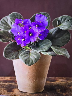 Purple African violet plant with fuzzy leaves in terracotta pot on wooden surface