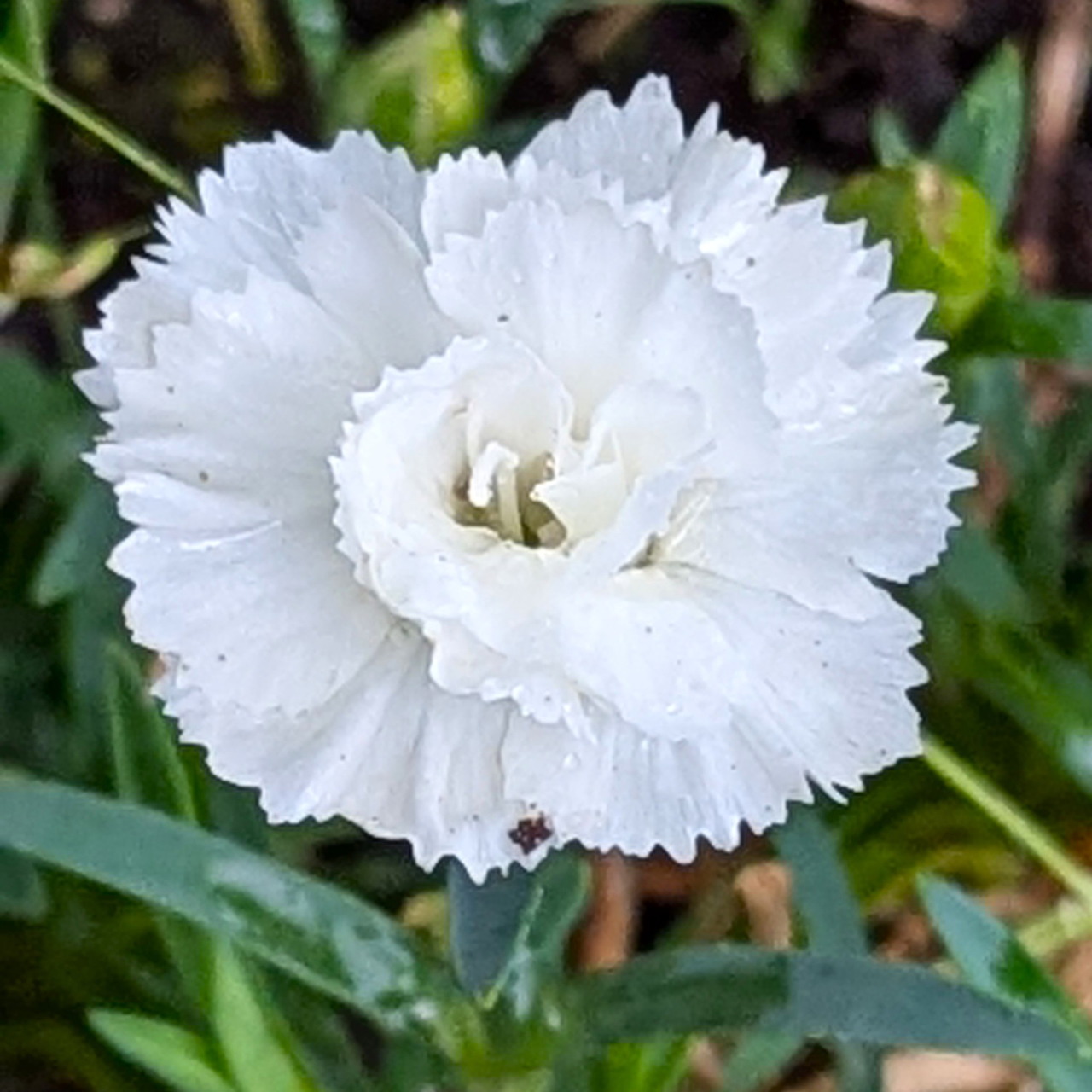 Close-up of a white carnation flower with ruffled petals and green leaves