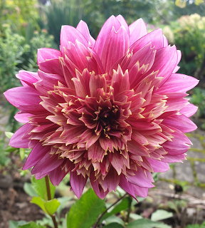 Close-up of a pink dahlia with layered petals in a garden