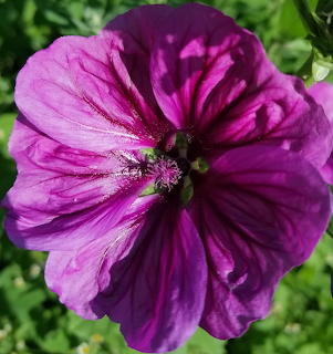 Close-up of a purple mallow flower with dark veined petals and visible stamens against green foliage