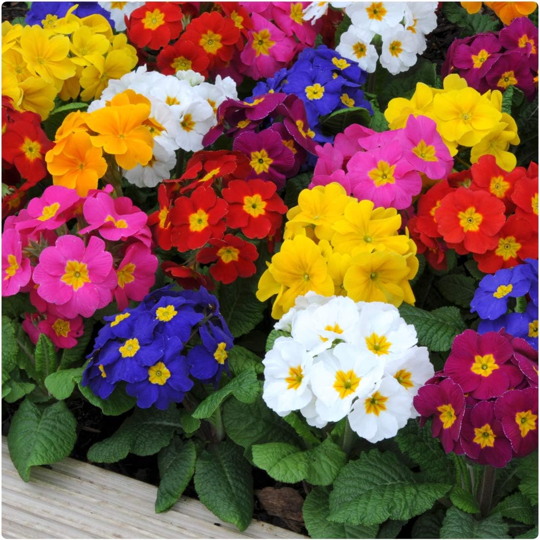 Colorful primrose flowers in red, yellow, pink, white, and blue with green leaves