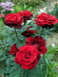 Red rose bush with several blooming flowers and green leaves in a garden