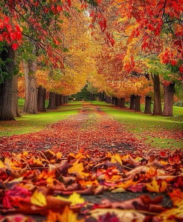 Tree-lined path covered in red and orange autumn leaves with colorful canopy overhead