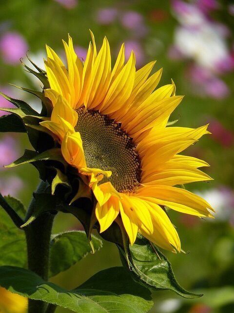 Bright yellow sunflower with dark brown center in sharp focus against blurred garden backdrop