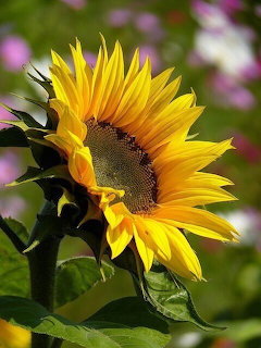 Sunflower in Bloom