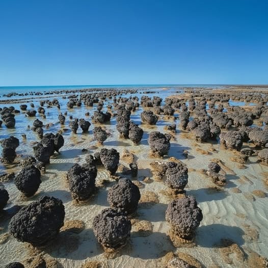 Stromatolites scattered across shallow tidal flats at Shark Bay under a blue sky