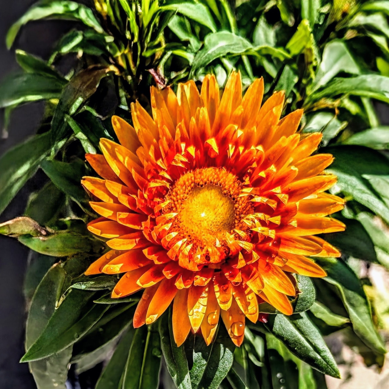Close-up of an orange straw flower surrounded by green leaves