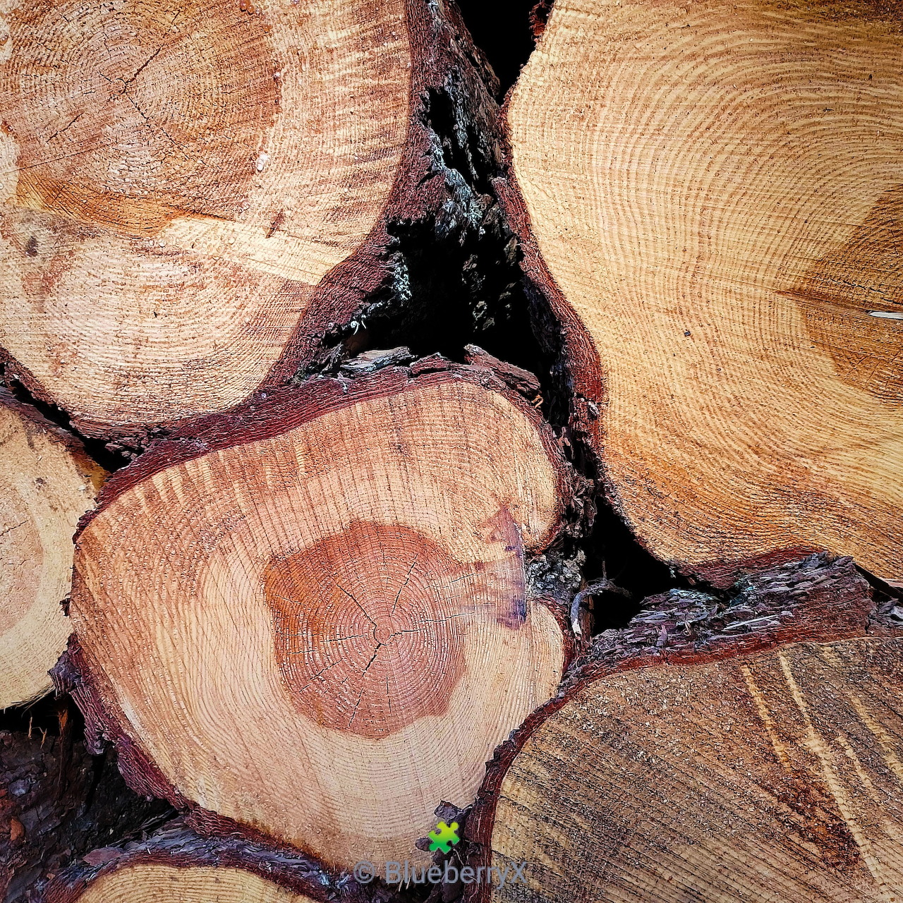 Close-up of stacked cut logs showing circular growth rings and bark texture