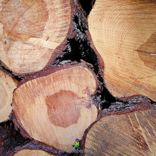 Stacked Log Cross-Sections