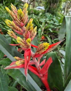 Red and yellow bromeliad flower spikes with green leaves in a tropical garden