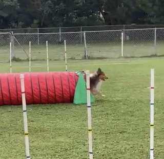 Dog Agility Tunnel