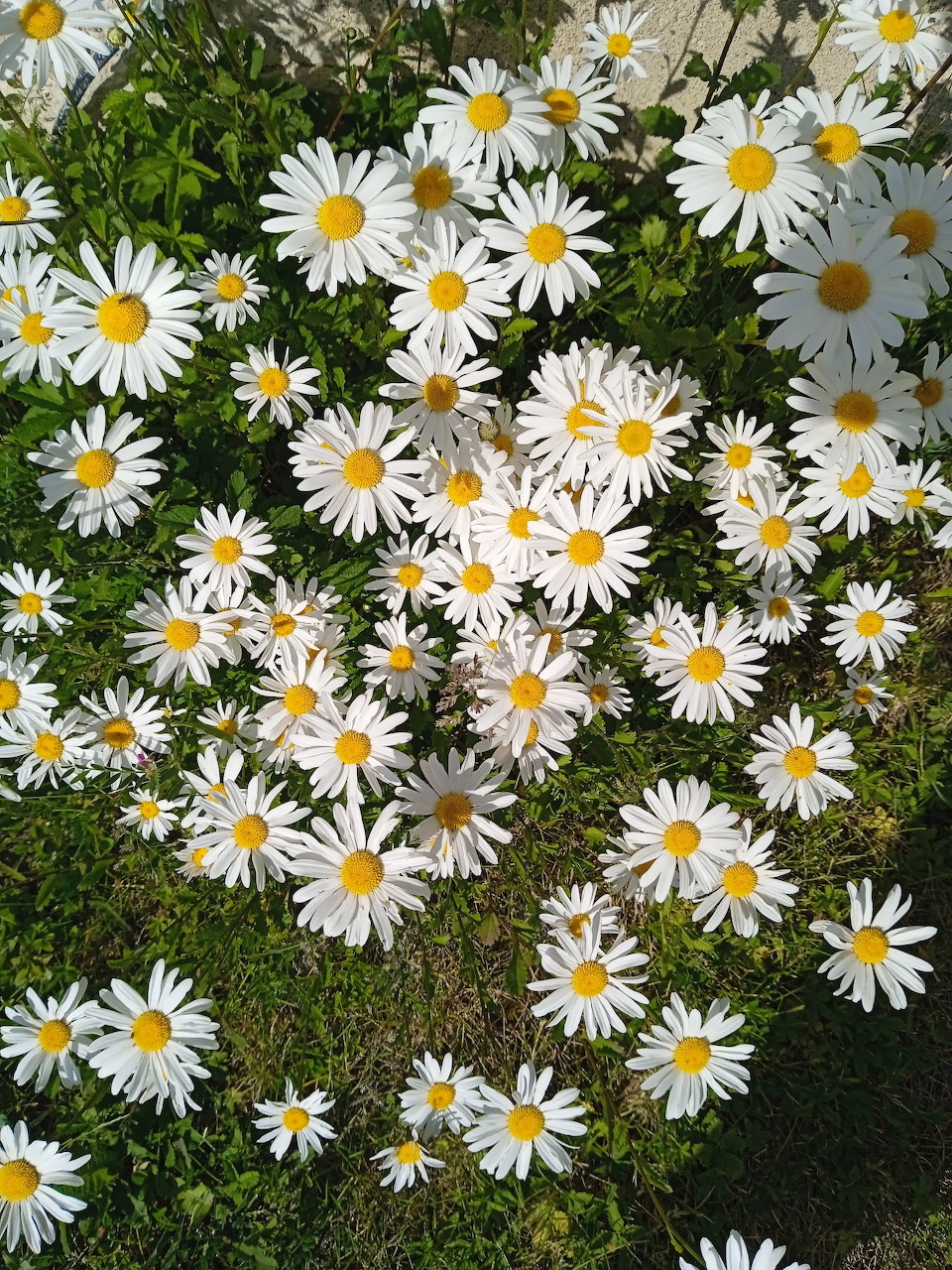 White daisies with yellow centers blooming densely in green grass