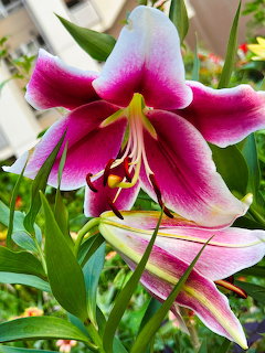 Close-up of a pink and white lily with yellow stamens against green foliage