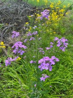 Purple dame's rocket wildflowers growing among green grass with yellow flowers in the background