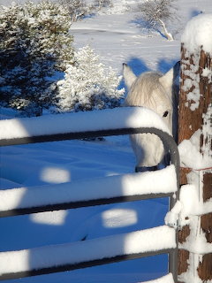 White Horse in Snow