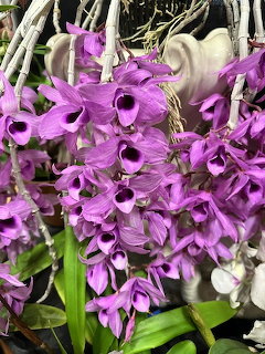 Purple Orchids