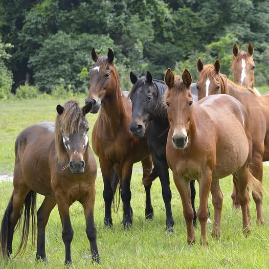 Brown Horses in Field
