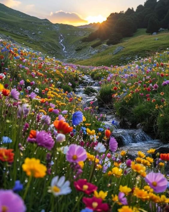 Colorful wildflowers line a mountain stream in a valley at sunset