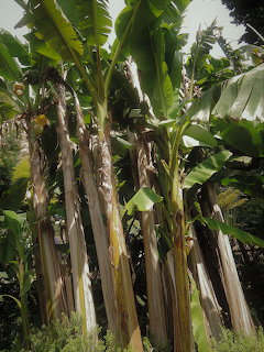 Banana Trees in Garden