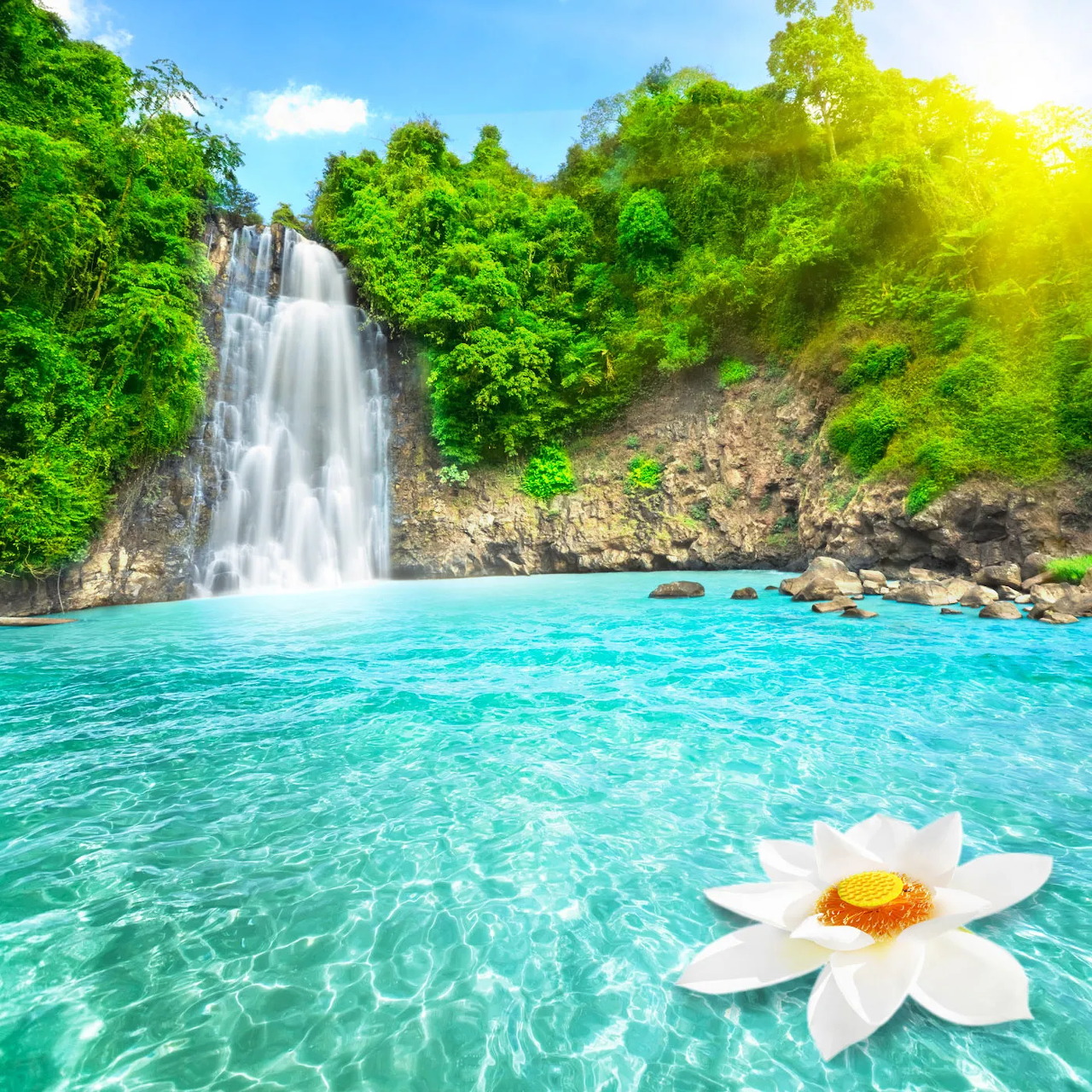 Waterfall flowing into a turquoise pool with lush green trees and a white water lily in front
