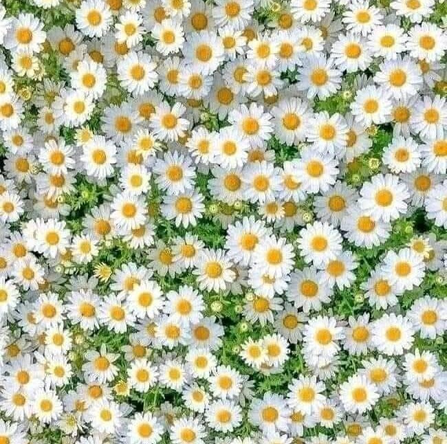 Close-up of many white daisies with yellow centers and green leaves