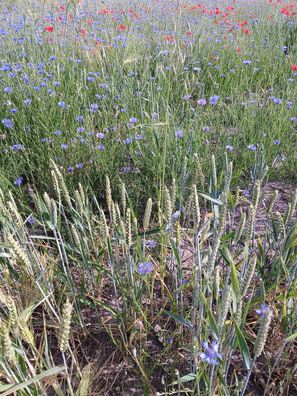 Wildflower field with purple, pink and blue flowers among green stems and dried grass