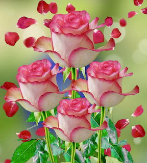 Roses