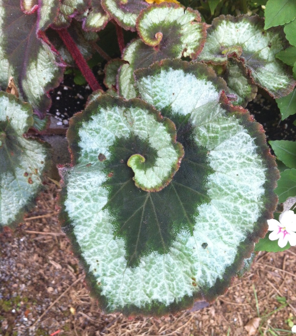 Begonia Leaf Closeup