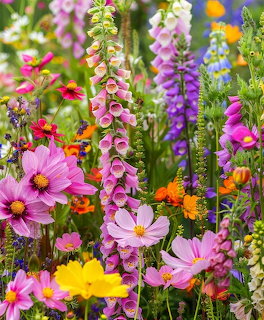 Colorful Wildflower Meadow