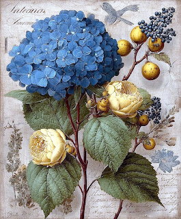 Blue Hydrangea Botanical Illustration