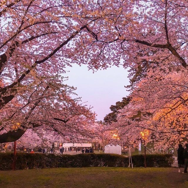 Pink cherry blossom trees surrounding a grassy park area in spring