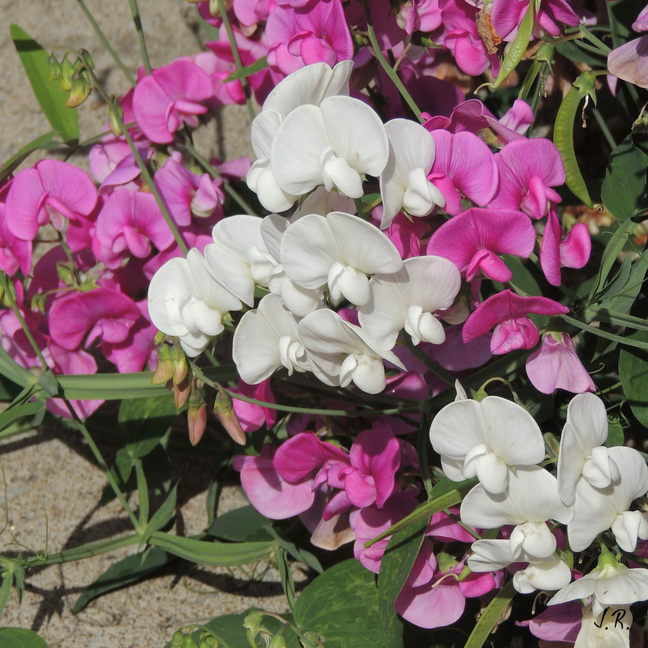 Pink and white sweet pea flowers blooming in a garden with green leaves and stems