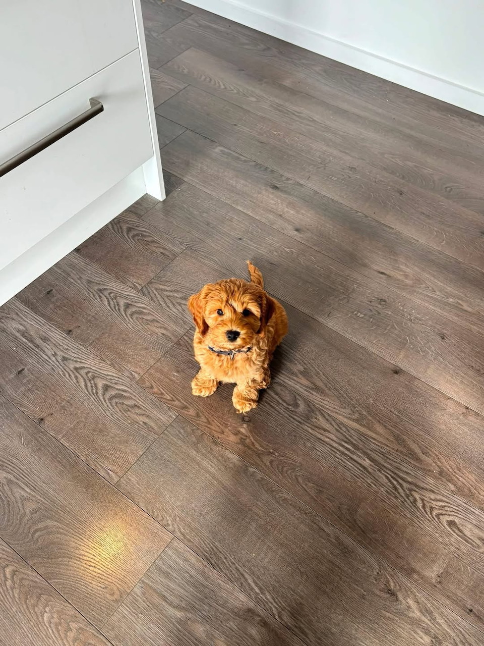Alfie the Puppy