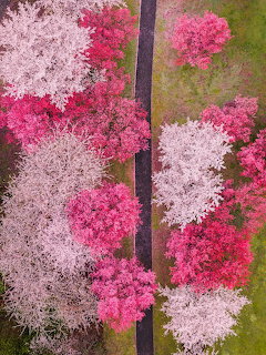 Aerial photograph of cherry blossom trees in pink, white, and magenta bloming along a dark path