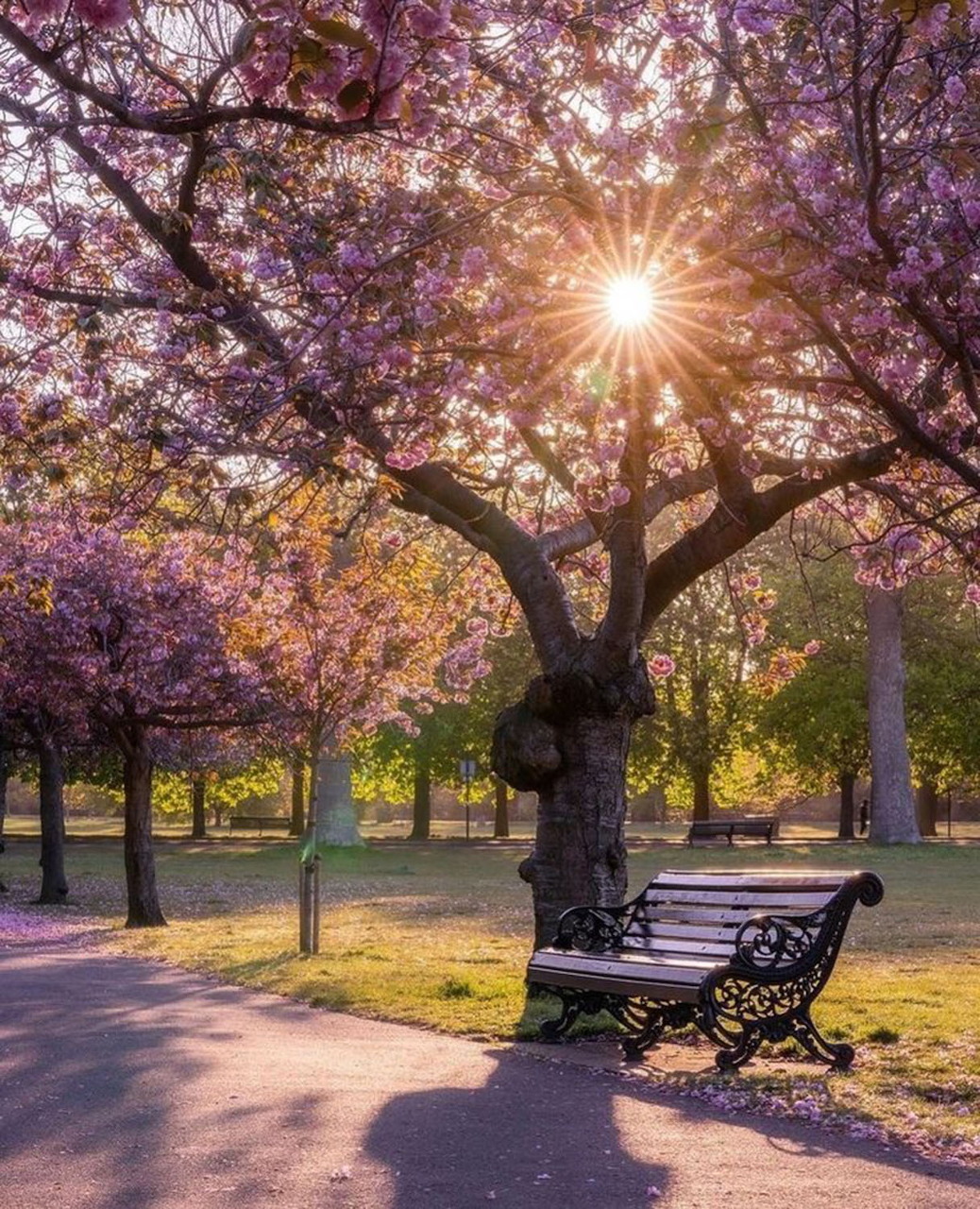 Park bench beneath flowering cherry tree with pink blossoms and sunlight shining through branches in spring garden