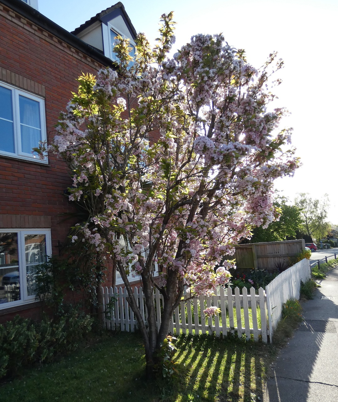 Pink cherry blossom tree in front yard with white fence and red wooden house