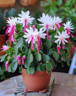 Potted Christmas cactus with pink and white flowers on a wooden table