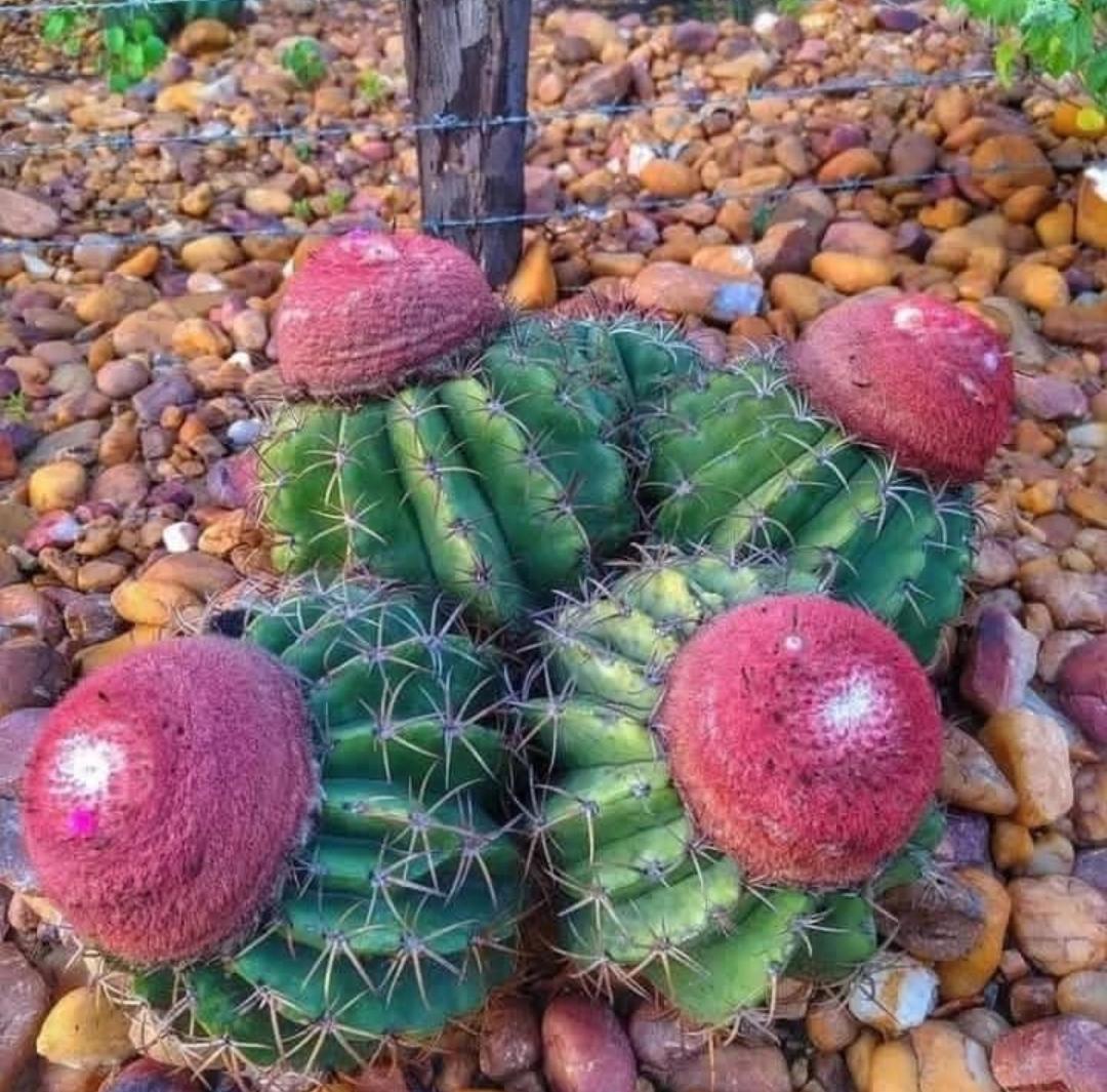 Green barrel cactus with red caps growing among small brown pebbles