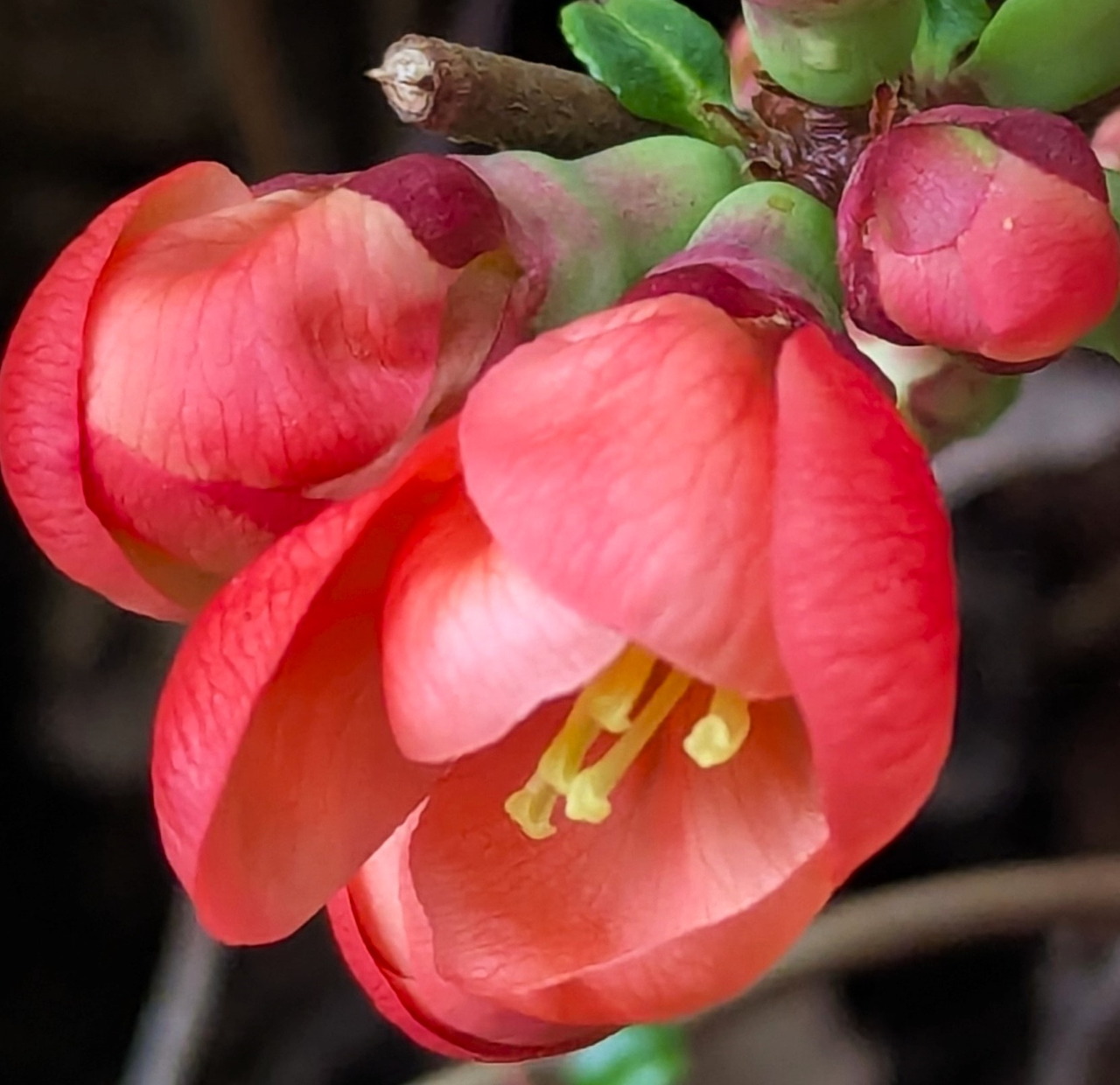 Close-up of red flowering quince blossoms with yellow centers on a branch with green leaves