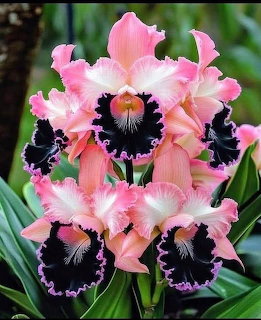 Cluster of pink cattleya orchids with dark purple-black ruffled lips and green leaves
