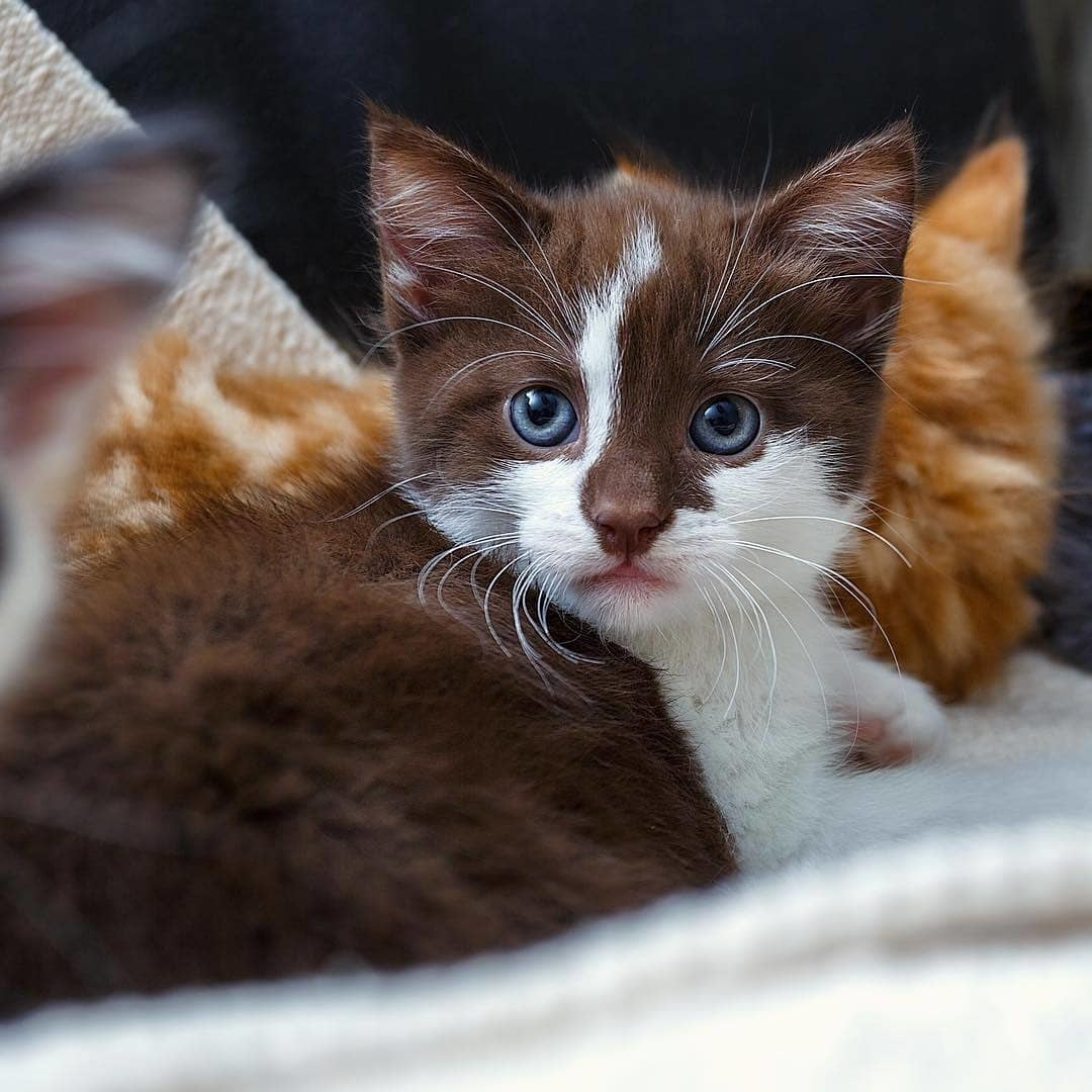 Brown and white kitten with blue eyes gazing at camera, orange cats visible in blurred background