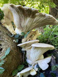 Large pale mushrooms growing on a tree trunk among green leaves outdoors