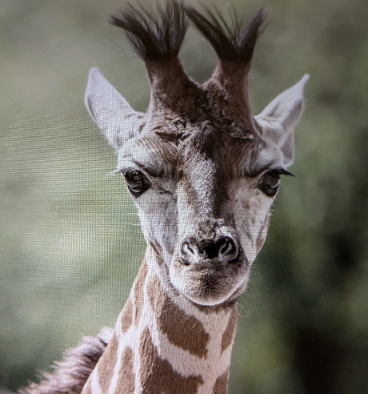 Close-up portrait of a baby giraffe facing the camera with tufted ossicones and brown spotted coat