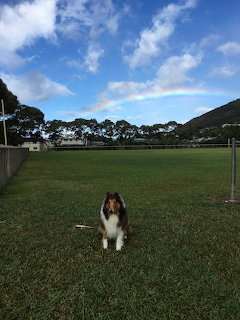 Collie dog on grass field with rainbow in sky above trees and hills