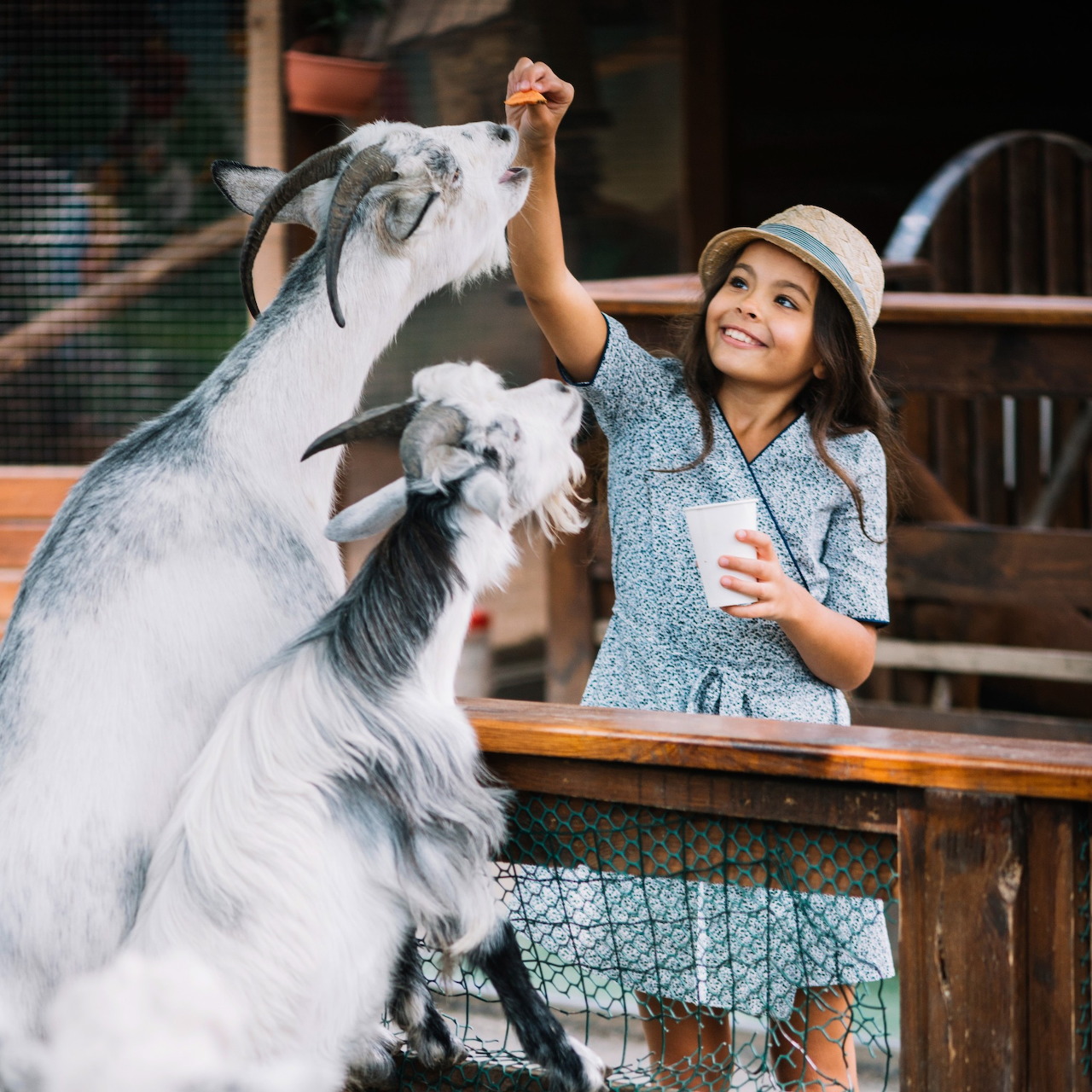 Woman in straw hat feeding a goat standing upright at a wooden fence on a farm
