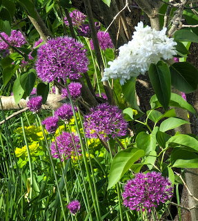 Purple allium flower heads and white lilac blossoms surrounded by green leaves in a spring garden