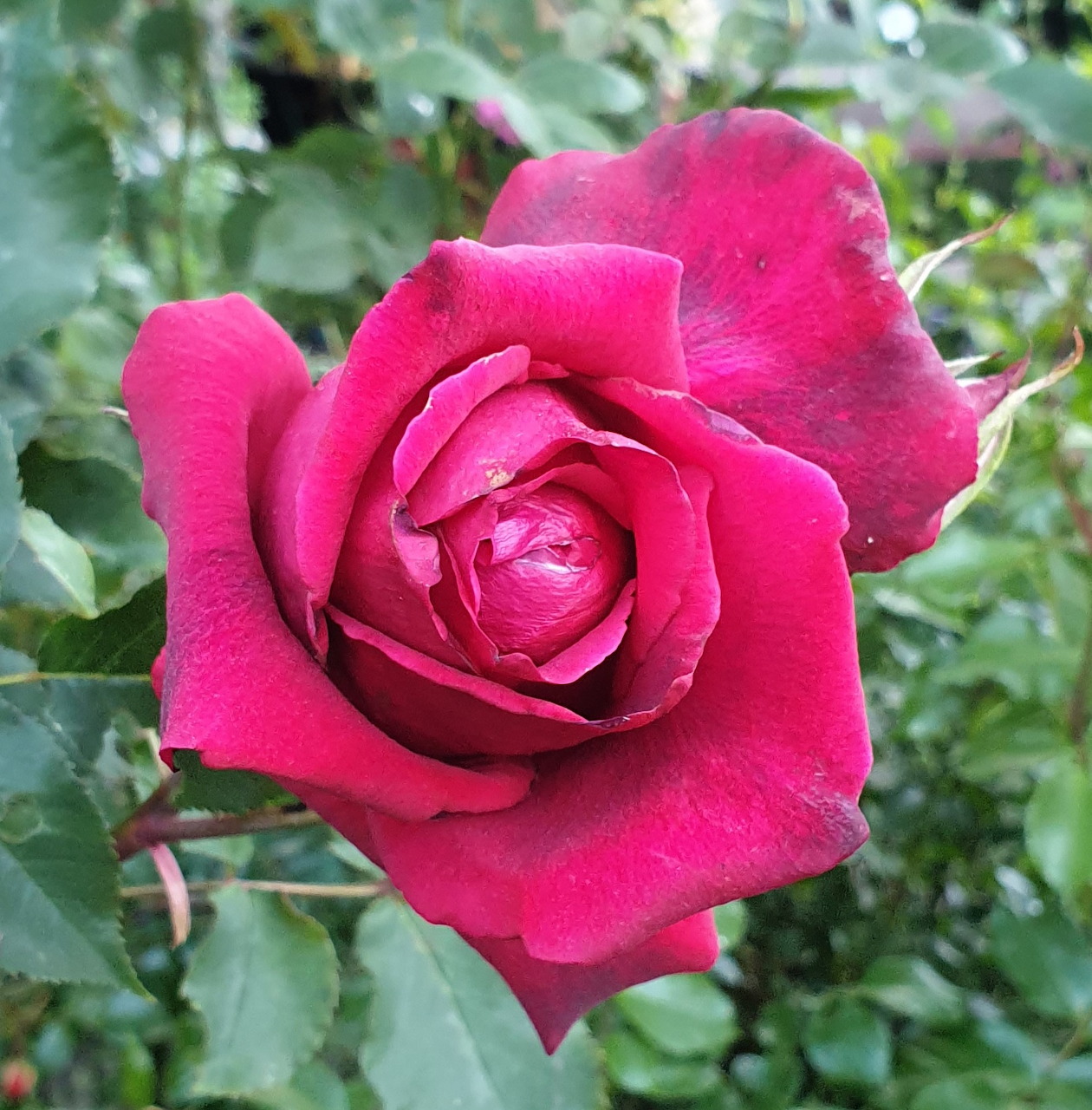 Close-up of a deep pink rose flower with green leaves in the background
