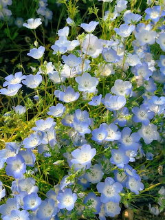 Close-up of many small baby blue flowers with white centers growing densely among green leaves