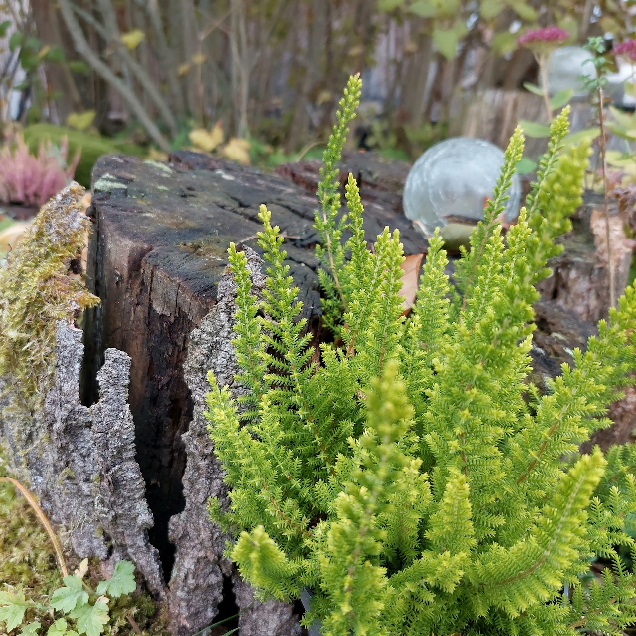 Green Heather Plant